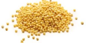 Organic Mustard Seeds