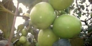 Green Apple Ber Plant
