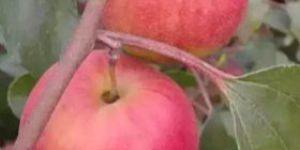 Kashmiri Apple Ber Plant