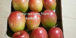 Sundari Apple Ber Plant