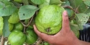 Thai Green Guava Plant