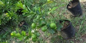 Thai Patti Lemon Plant