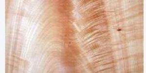 Brown Cherry Curl Sheet