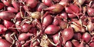 Shallot Onion