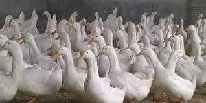 Duck Chicks White Piken