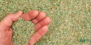 Lawn Grass Seeds