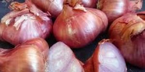 Shallot Onion