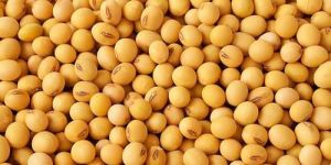 SOYABEAN SEEDS (JS-9560)