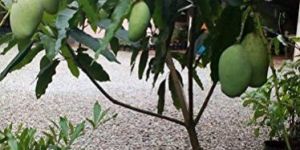 Mango Chausa Grafted Plant