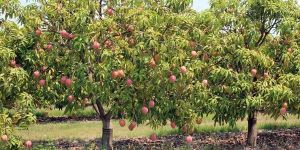 Mango Dasheri Grafted Plant