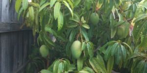 Mango Lucknow Safeda Grafted Plant