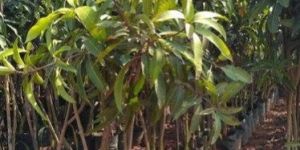 Mango Mallika Crafted Plant