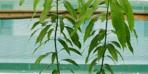 Mango Seedless Grafted Plant