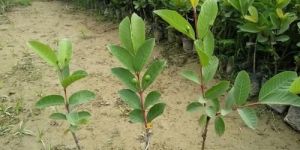 Seedless Guava Plant