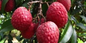 Shahi Litchi Grafted Plant