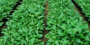 Tissue Culture Teak Plant