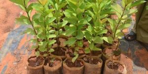 Guava VNR Bihi Grafted Plant