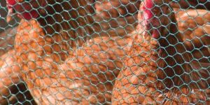 Poultry Mesh