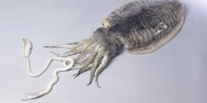 Frozen Whole Round Cuttlefish