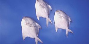 Silver Pomfret Pampus Argenteus