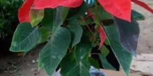 Panchotiya Flower Plants