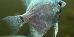 Blue Angelfish