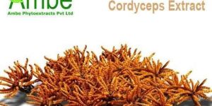 Cordyceps Extract
