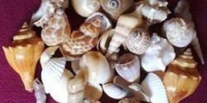 Natural Sea Shell
