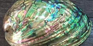 Abalone Shell