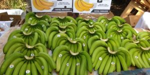 Fresh Green Banana