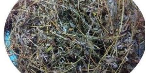 Dry Shankhpushpi Convolvulus Pluricaulis