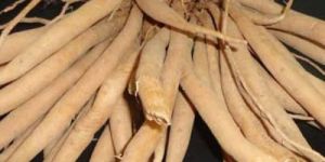 Shatavari Root