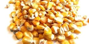 Maize Seeds for Animals