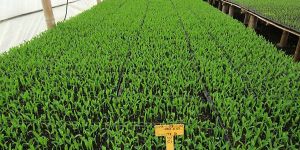 Granulated Plant Growth Stimulants