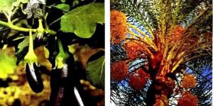 Liquid Plant Growth Stimulants