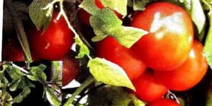 Micronutrient Mobilizing Liquid Biofertilizers