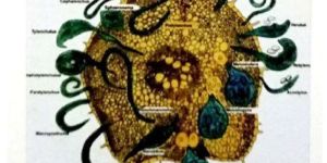 Paecilomyces Lilacinus