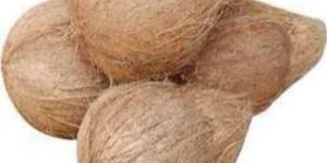 Semi Husked Coconut