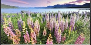 50 Inch Sonic LED Smart TV