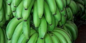 Green Banana