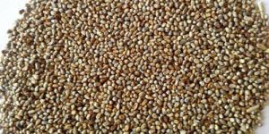 Pearl Millet