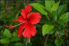 Hibiscus Rosa Sinensis Extract