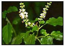 Holy Basil Extract