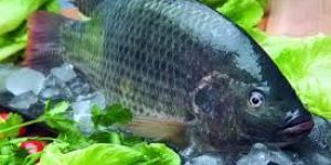 Frozen Fresh Water Fish