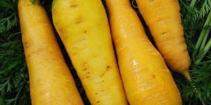 Fresh Yellow Carrot