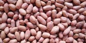 Raw Groundnut Kernels