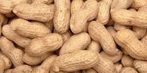 Raw Shelled Groundnuts