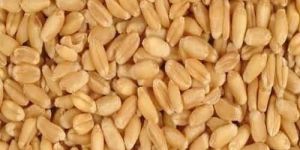 Indian Wheat Grain