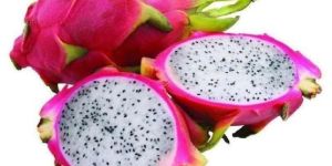 Dragon Fruit