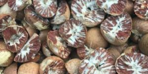 Dry Betel Nut